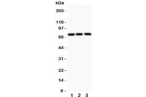 Western blot testing of APLP1 antibody and 1. (APLP1 抗体  (N-Term))