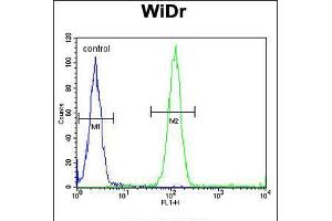 Flow cytometric analysis of WiDr cells (right histogram) compared to a negative control cell (left histogram). (ACCN1 抗体  (AA 120-148))