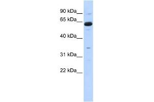 WB Suggested Anti-CPNE1 Antibody Titration:  0. (CPNE1 抗体  (Middle Region))