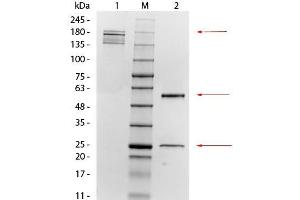 SDS-PAGE of Mouse anti-Mesothelin Monoclonal Antibody. (Mesothelin 抗体  (Extracellular, Extracellular Domain))