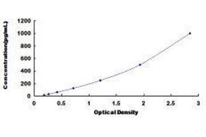 ELISA image for Transcobalamin I (Vitamin B12 Binding Protein, R Binder Family) (TCN1) ELISA Kit (ABIN422421)