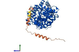 AlphaFold protein structure predicition of Mouse Recombinant Pklr Protein, UniprotID P53657 (PKLR Protein (AA 1-574) (His tag))