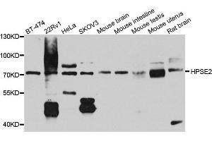 Western blot analysis of extract of various cells, using HPSE2 antibody. (Heparanase 2 抗体)