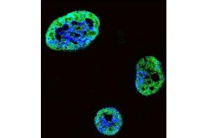 Immunofluorescence (IF) image for anti-Hepatoma-Derived Growth Factor (HDGF) antibody (ABIN3002632)