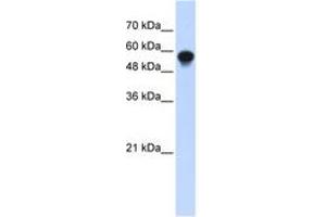 Image no. 1 for anti-Interferon Regulatory Factor 6 (IRF6) (C-Term) antibody (ABIN6742797) (IRF6 抗体  (C-Term))