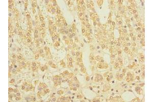 Immunohistochemistry of paraffin-embedded human adrenal gland tissue using ABIN7170766 at dilution of 1:100 (STAR 抗体  (AA 64-285))