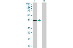 Western Blot analysis of HOXD1 expression in transfected 293T cell line by HOXD1 MaxPab polyclonal antibody. (HOXD1 抗体  (AA 1-328))