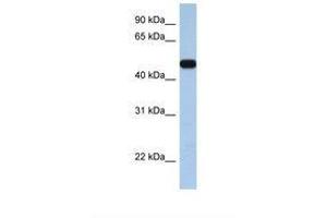 Image no. 1 for anti-Solute Carrier Family 25, Member 46 (SLC25A46) (AA 290-339) antibody (ABIN6738109) (SLC25A46 抗体  (AA 290-339))