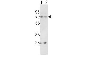 Western blot analysis of PCSK2 Antibody (Center) (ABIN391909 and ABIN2841723) in 293(lane 1), K562(lane 2) cell line lysates (35 μg/lane). (PCSK2 抗体  (AA 318-346))