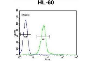 Flow cytometric analysis of HL-60 cells using GGH Antibody (N-term) Cat. (GGH 抗体  (N-Term))