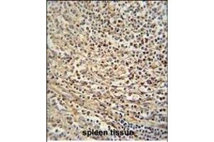 GSDMC antibody (Center) (ABIN654726 and ABIN2844414) immunohistochemistry analysis in formalin fixed and paraffin embedded human spleen tissue followed by peroxidase conjugation of the secondary antibody and DAB staining. (MLZE 抗体  (AA 218-246))