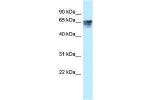 WB Suggested Anti-THRA Antibody Titration: 0. (THRA 抗体  (Middle Region))