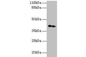 Western blot All lanes: CNTFR antibody at 2 μg/mL + Hela whole cell lysate Secondary Goat polyclonal to rabbit IgG at 1/10000 dilution Predicted band size: 41 kDa Observed band size: 41 kDa (CNTF Receptor alpha 抗体  (AA 106-342))