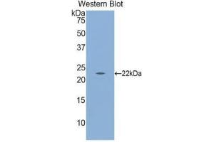 Western Blotting (WB) image for anti-Calreticulin (CALR) (AA 18-193) antibody (ABIN1174701) (Calreticulin 抗体  (AA 18-193))