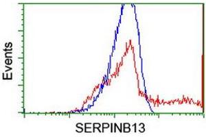 Image no. 3 for anti-serpin Peptidase Inhibitor, Clade B (Ovalbumin), Member 13 (SERPINB13) antibody (ABIN1500879) (SERPINB13 抗体)