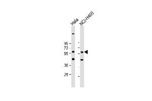All lanes : Anti-CRLF3 Antibody (C-term) at 1:1000 dilution Lane 1: Hela whole cell lysate Lane 2: NCI- whole cell lysate Lysates/proteins at 20 μg per lane. (CRLF3 抗体  (C-Term))