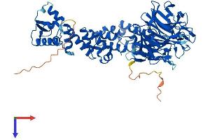 KLHL9 Protein (AA 1-617) (His tag)