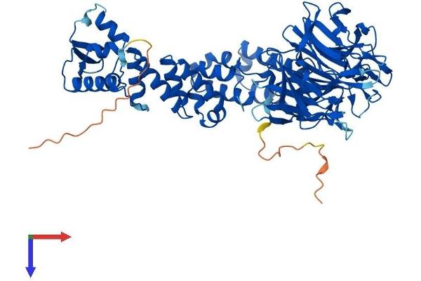 KLHL9 Protein (AA 1-617) (His tag)