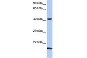 Image no. 1 for anti-SEC14-Like 4 (SEC14L4) (N-Term) antibody (ABIN6743871) (SEC14L4 抗体  (N-Term))