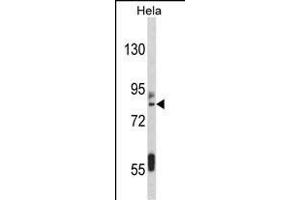 Western blot analysis of IT Antibody (C-term) (ABIN389476 and ABIN2839538) in Hela cell line lysates (35 μg/lane). (IMMT 抗体  (C-Term))