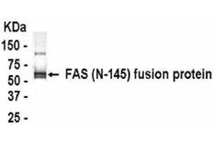 Western Blotting (WB) image for anti-TNF Receptor Superfamily, Member 6 (FAS) (AA 21-165) antibody (ABIN2467815) (FAS 抗体  (AA 21-165))