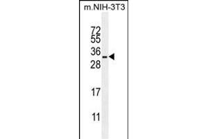RRAS Antibody (Center) (ABIN655495 and ABIN2845013) western blot analysis in mouse NIH-3T3 cell line lysates (35 μg/lane). (R-Ras 抗体  (AA 91-123))