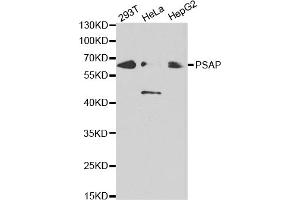 Western blot analysis of extracts of various cell lines, using PSAP antibody (ABIN5970922) at 1/1000 dilution. (Prosaposin 抗体)