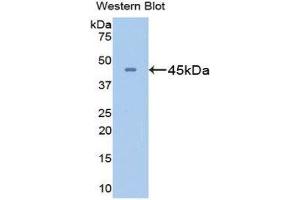 Western Blotting (WB) image for anti-Glutamine Synthetase (GLN1) (AA 1-373) antibody (ABIN1078070) (GLN1 抗体  (AA 1-373))