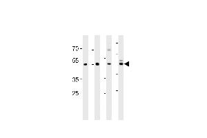 ENOA Antibody (N-term) (ABIN389406 and ABIN2839494) western blot analysis in ,mouse C2C12,mouse NIH/3T3 cell line and mouse brain tissue lysates (35 μg/lane). (ENO1 抗体  (N-Term))