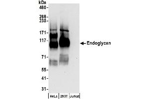 anti-Podocalyxin-Like 2 (PODXL2) (AA 300-350) antibody