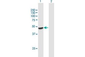 Western Blot analysis of PLEKHA1 expression in transfected 293T cell line by PLEKHA1 MaxPab polyclonal antibody. (PLEKHA1 抗体  (AA 1-404))