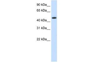 HSP90B1 antibody used at 1. (GRP94 抗体)
