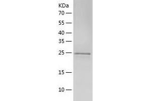Western Blotting (WB) image for Peroxiredoxin 6 (PRDX6) (AA 2-224) protein (His tag) (ABIN7124369) (Peroxiredoxin 6 Protein (PRDX6) (AA 2-224) (His tag))