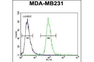 ZSWIM6 Antibody (C-term) (ABIN654590 and ABIN2844290) flow cytometric analysis of MDA-M cells (right histogram) compared to a negative control cell (left histogram). (ZSWIM6 抗体  (C-Term))