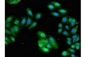 Immunofluorescence (IF) image for anti-Eukaryotic Translation Initiation Factor 3, Subunit M (EIF3M) (AA 2-374) antibody (ABIN7152172)