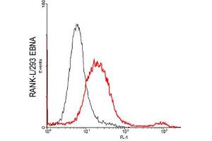 FACS: RANKL-transfected HEK 293 cells were stained significantly using anti-RANKL (human), pAb . (RANKL 抗体)