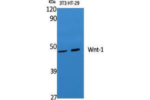 Western Blot (WB) analysis of specific cells using Wnt-1 Polyclonal Antibody. (WNT1 抗体  (C-Term))