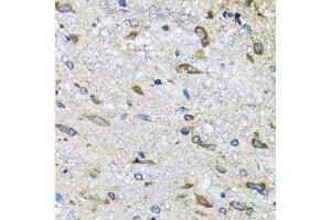 Immunohistochemistry of paraffin-embedded mouse spinal cord using BLZF1 antibody. (BLZF1 抗体  (AA 1-400))