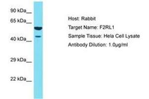 Image no. 1 for anti-Coagulation Factor II (thrombin) Receptor-Like 1 (F2RL1) (AA 260-309) antibody (ABIN6750435) (F2RL1 抗体  (AA 260-309))