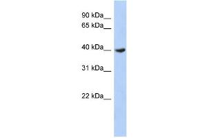 WB Suggested Anti-DPF2 Antibody Titration: 0. (DPF2 抗体  (Middle Region))