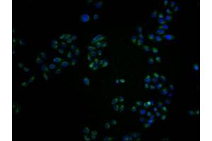 Immunofluorescence staining of Hela cells with ABIN7161163 at 1:100, counter-stained with DAPI.