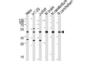 Western blot analysis of lysates from Hela, HT-29, Jurkat cell line, mouse brain, mouse cerebellum, rat cerebellum tissue lysate(from left to right), using GLUL Antibody (N-term) (ABIN390879 and ABIN2841093).