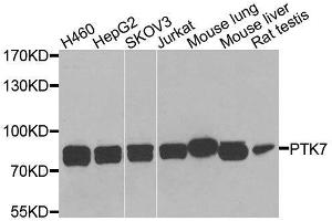 PTK7 抗体  (AA 811-1070)