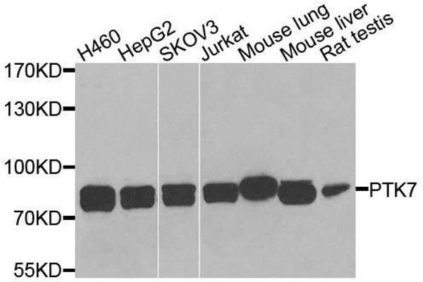 PTK7 抗体  (AA 811-1070)