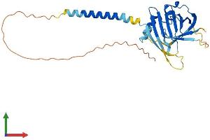 AlphaFold protein structure predicition of Human Recombinant ITM2C Protein, UniprotID Q9NQX7