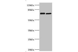 Western blot All lanes: Double-strand break repair protein MRE11A antibody at 8 μg/mL Lane 1: 293T whole cell lysate Lane 2: K562 whole cell lysate Secondary Goat polyclonal to rabbit IgG at 1/10000 dilution Predicted band size: 81, 78, 82 kDa Observed band size: 81 kDa (Mre11 抗体  (AA 1-205))