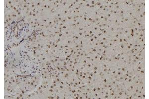 ABIN6265769 and ABIN6278757 at 1/100 staining Rat liver tissue by IHC-P. (THNSL1 抗体  (Internal Region))