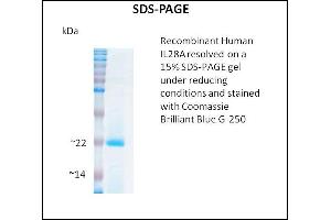SDS-PAGE (SDS) image for Interleukin 28A (Interferon, lambda 2) (IL28A) (Active) protein (ABIN5509786) (IL28A 蛋白)