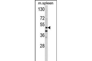 Western blot analysis of hP10- (ABIN390134 and ABIN2840638) in mouse spleen tissue lysates (35 μg/lane). (MMP10 抗体  (C-Term))