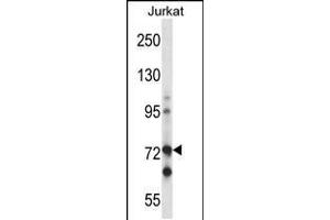 Western blot analysis in Jurkat cell line lysates (35ug/lane). (RAF1 抗体  (N-Term))